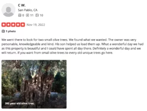 Photograph of olive trees at The Olive Tree Farm